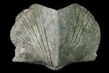 Pyrite Replaced Brachiopod (Paraspirifer) Fossil - Ohio #135576-1